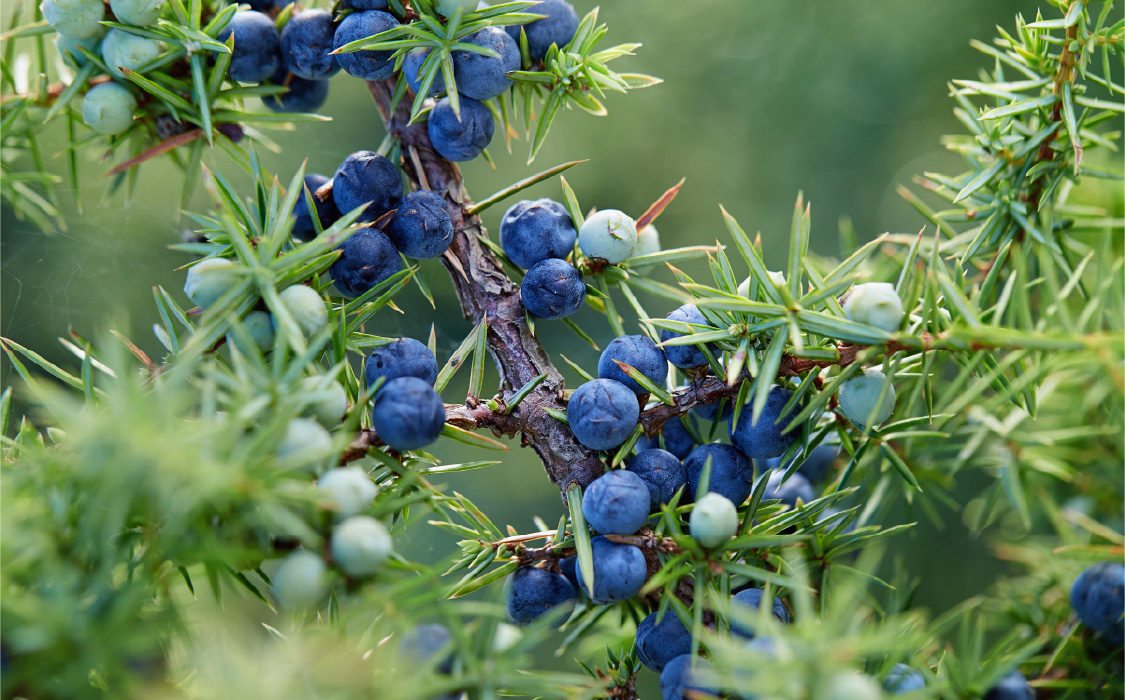 The Juniper Centro Italia